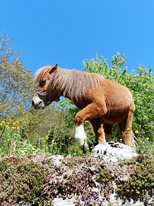 Animal fur wuschelig