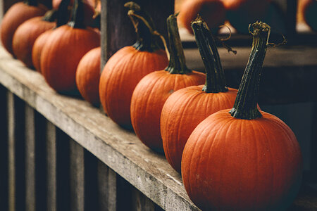 Fall Pumpkins photo