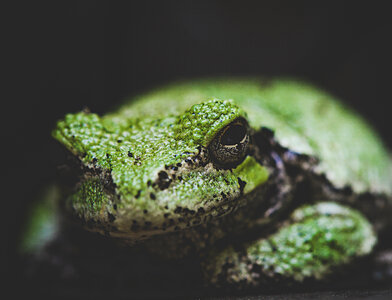 Frog Animal photo