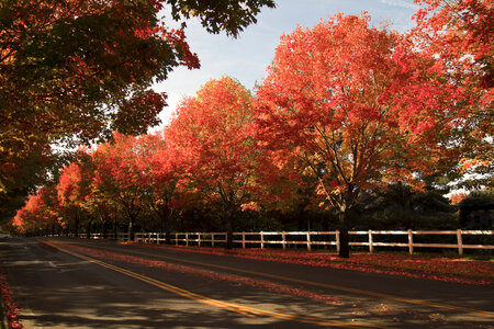Autumn Trees photo