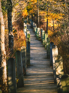 Autumn Pathway photo