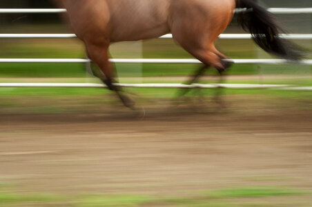 Running Horse photo
