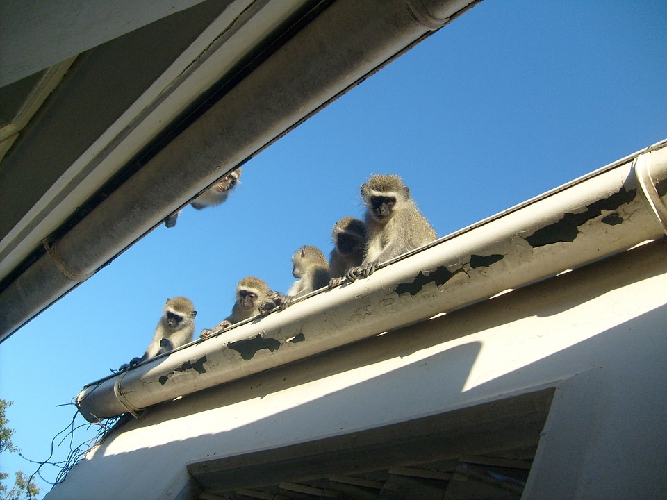 Wild mammal primate