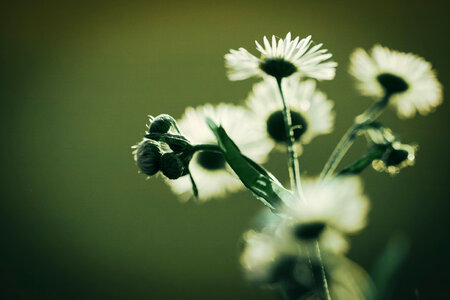 Daisies Flower