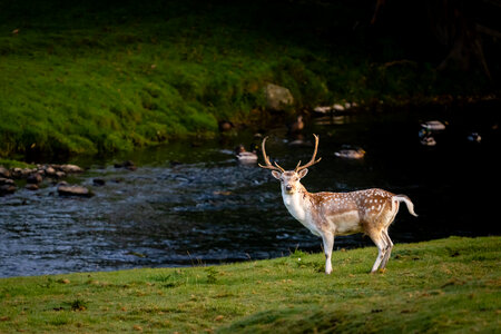 Deer Nature photo
