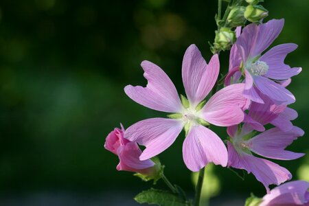 Pink Flower photo