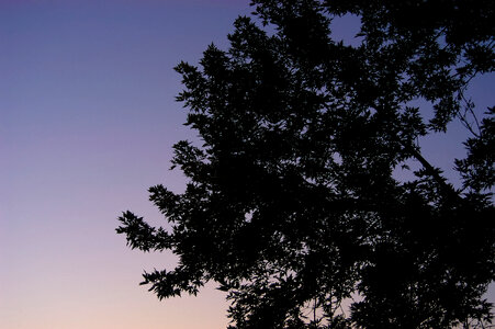 Tree Silhouette photo