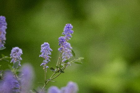 Purple Flowers photo