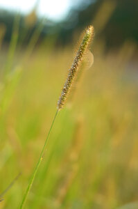 Tall Grass photo