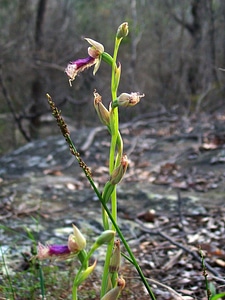 Stem bloom blossom