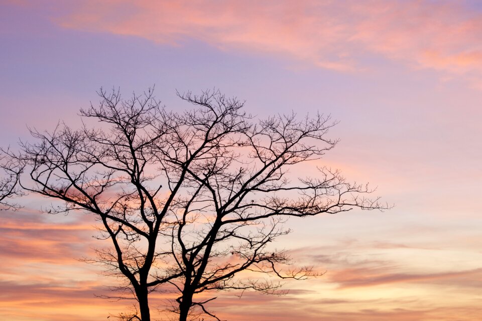 Tree Silhouette photo