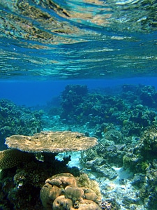 Tropical ocean underwater photo