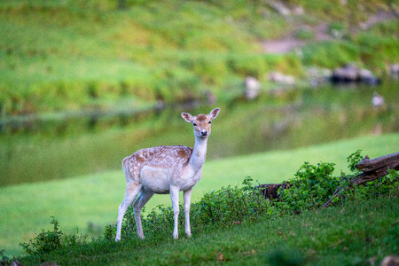 Deer Nature photo