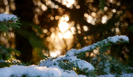 Snow Branches photo