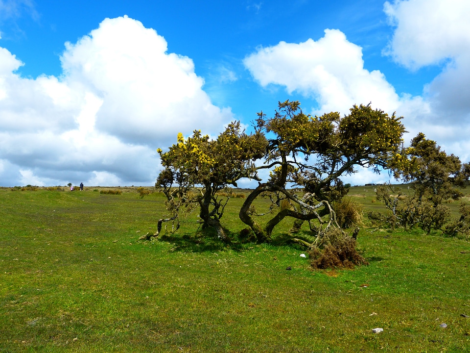 Broom nature reserve moorland