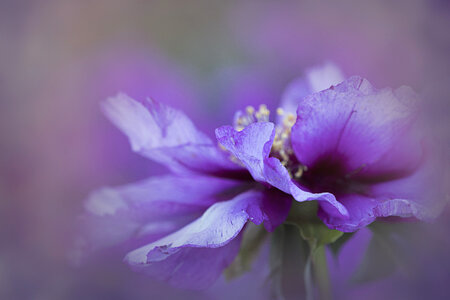 Peony Flower photo