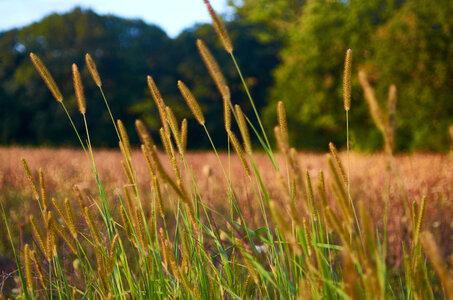 Tall Grass