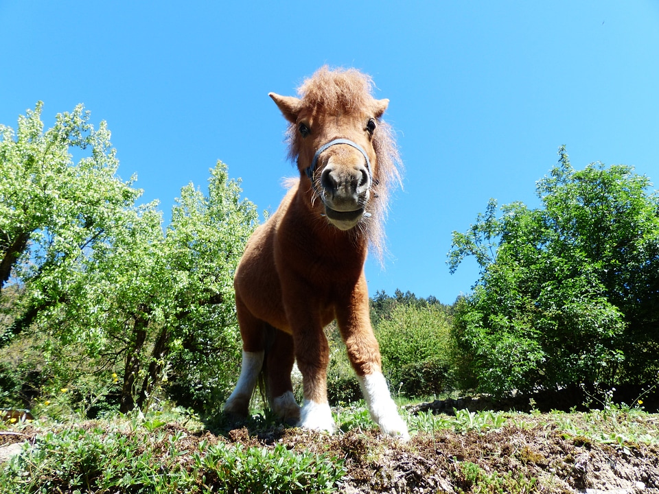 Animal fur wuschelig