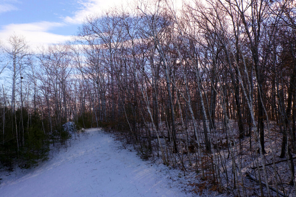 Winter Forest photo