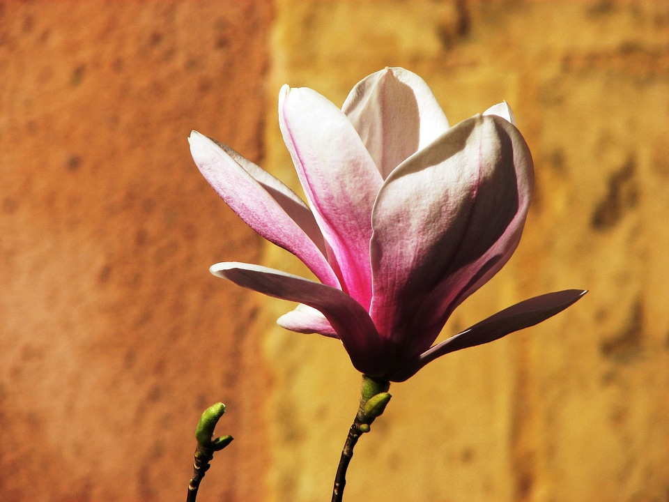 Flower pink white