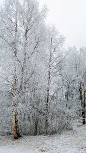 Snow Tree photo