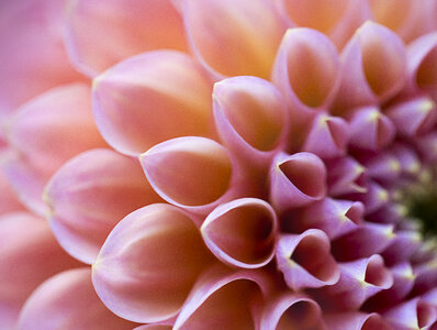 Abstract Flower photo