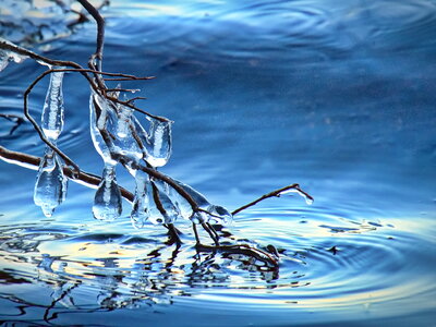 Ice Tree photo