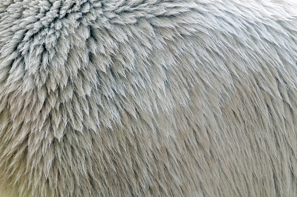 Polar bear animal bear