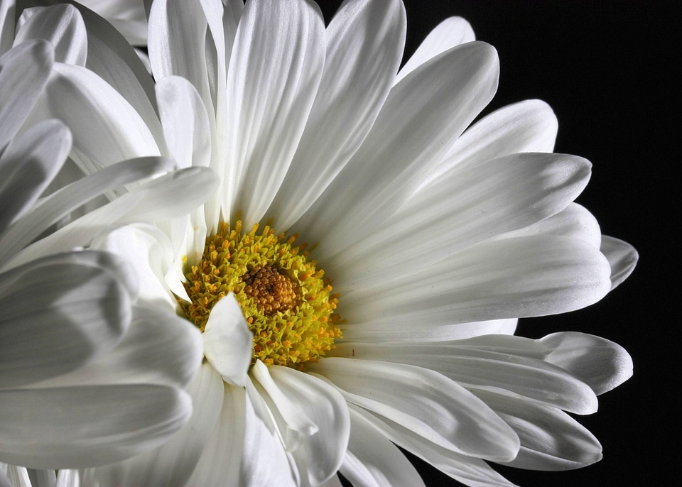 Bloom blossom pristine
