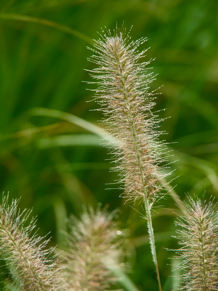 Tall Grass photo