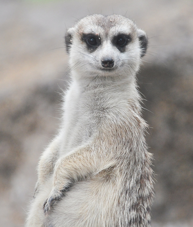 Zoo fur desert animals