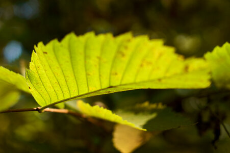 Green Leaf