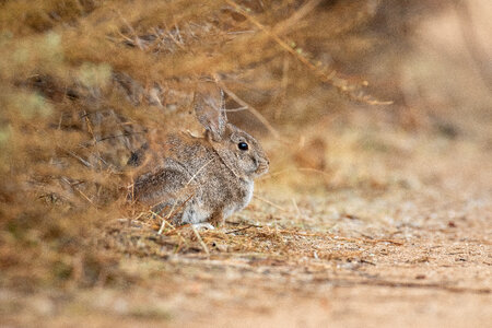 Rabbit Nature photo