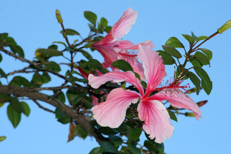 Hibiscus Flower photo