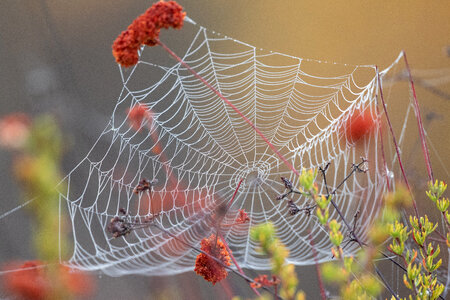 Spider Web photo