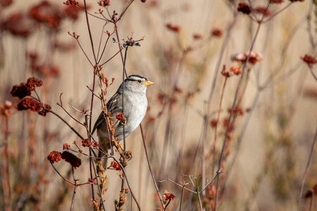 Bird Tree photo