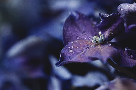 Flower Drops photo