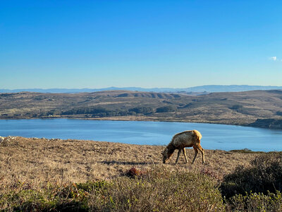 Elk Animal photo