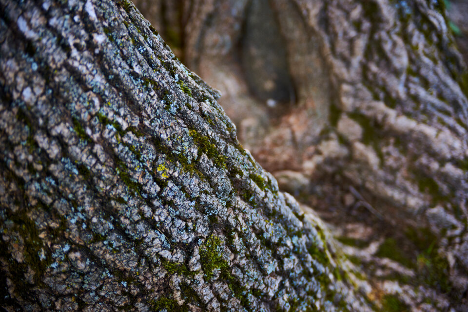 Tree Bark photo