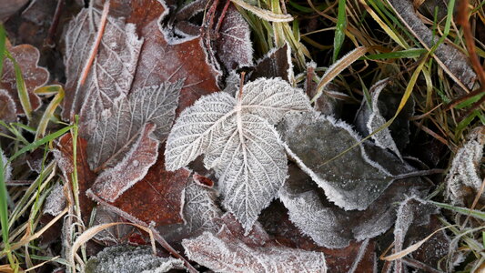 Frost Leaves photo