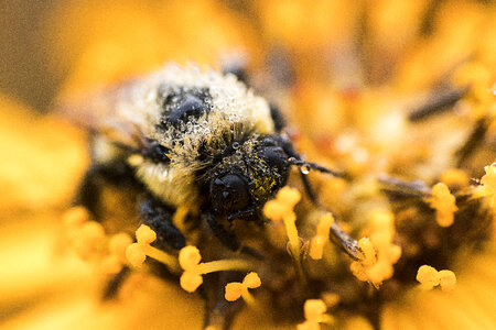 Bee Flower photo