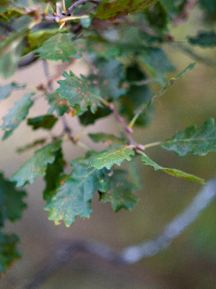 Oak Tree photo