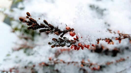 Snow Branches photo