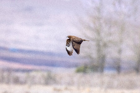 Bird Flying photo