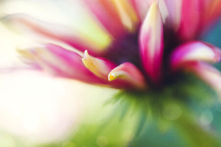 Abstract Flower photo