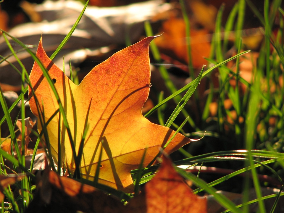 Tree leaves colorful