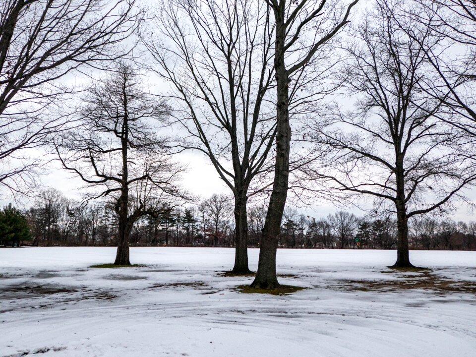 Bare Tree photo