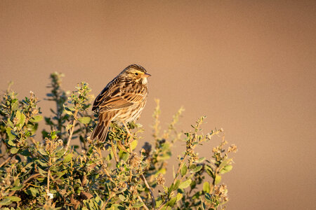 Bird Perched photo