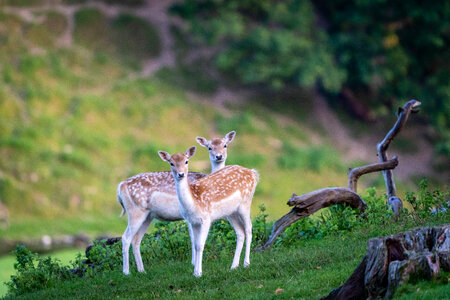 Deers Nature photo