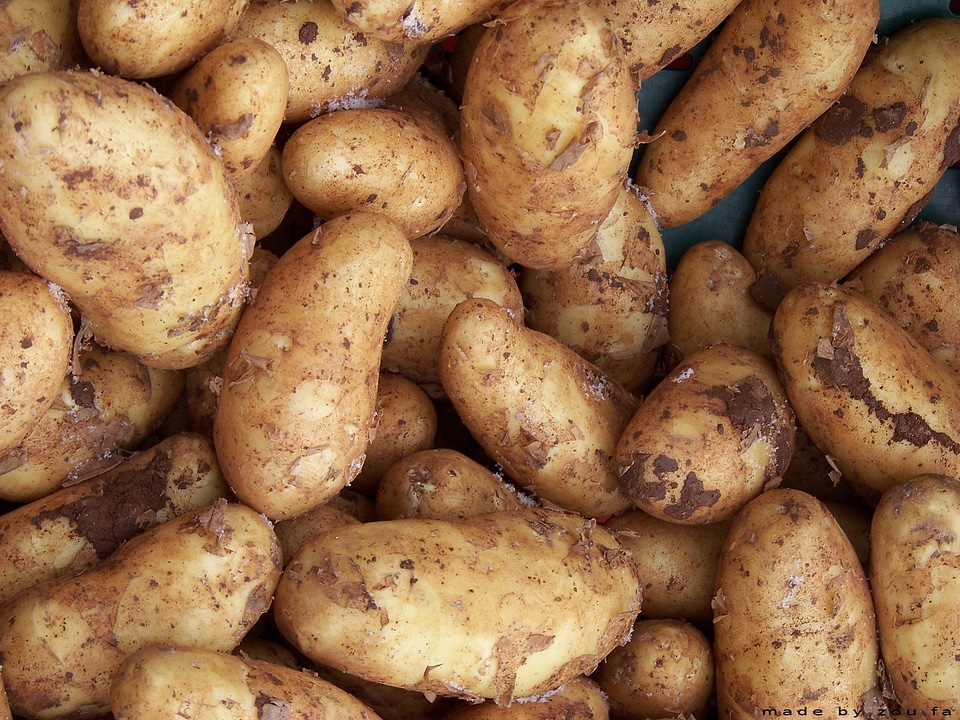 Vegetables food agriculture